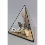 Three Butterflies in naturalistic surrounding in glassed pyramid