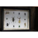 Framed and Glazed Twelve Mounted Bugs and Crab