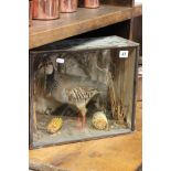 Taxidermy Partridge in Naturalistic Setting within a Glass Fronted Case