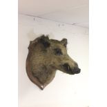 Vintage Shield Mounted Wild Boars Head
