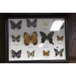 Framed and Glazed Twelve Mounted Butterflies