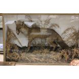 Victorian Taxidermy Cased Fox in Natural Surroundings