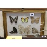 Framed, Glazed and Mounted Six Butterflies