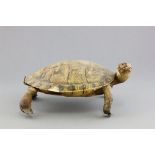 Vintage Taxidermy Tortoise