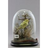 Taxidermy Greenfinch in a Naturalistic Setting under a Glass Dome