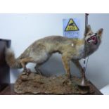 Taxidermy Fox on Naturalistic Base with a Copper Horn