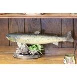 Taxidermy Trout Fish on Wooden Stand