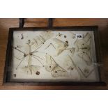 Framed and Mounted Moths