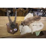 Roe Deer Antlers on Wooden Shield plus Two Mink Stoles