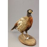 Taxidermy Pheasant on Wooden Plinth Base