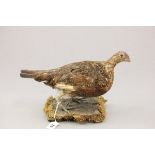 Taxidermy Red Hen Grouse on Naturalistic Plinth Base