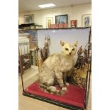 Antique Taxidermy Cat