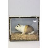 Taxidermy Guinea Pig