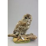 Taxidermy Tawny Owl on a Branch