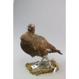 Taxidermy Red Grouse on Naturalistic Plinth Base