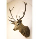 Taxidermy Stag Head with Antlers