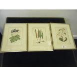 Selection of 3 framed flower prints