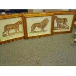 Collection of 3 framed antique style coloured prints each 20" x 24" Panther, Lion and Felis Leo, You