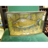 Taxidermy study of a Common Bream, in bow fronted glass case, label inserted caught by J Jameson