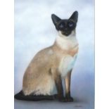 Alan WESTON (b.1951) Gouache Siamese Cat Signed 11” x 8” (27.9cm x 20.3cm)