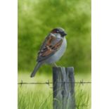 Alan WESTON (b.1951) Mixed media & gouache on card ‘House Sparrow on a fence post’ Signed 11” x 7.