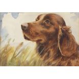 L* FRASER Watercolour Portrait of an Irish Red Setter Signed 6.25” x 9” (16cm x 23cm)