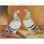 Ernest George WIPPELL (19th / 20th C. English School) Watercolour A pair of Pigeons with enlarged