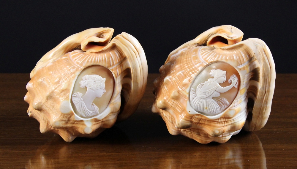 A Pair of Cameo Carved Conch Shells.  Bo