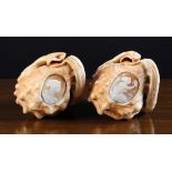 A Pair of Cameo Carved Conch Shells.  Bo