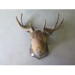 A taxidermy Stags head