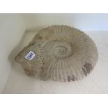 An Ammonite fossil  - Width 30 cm