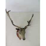 A taxidermy Stags head