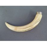 A Boars Tusk - Length 13 cm with a gold metal mount tests as 9 ct