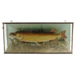 An Edwardian stuffed pike, in a naturalistic setting within an ebonised glazed case, the reverse