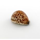 An early 19th century silver-mounted cowrie shell snuff box, unmarked circa 1800-1820, the hinged