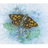 ‡ Gordon Beningfield (1936-1998) Chequered Skipper butterfly  Signed Watercoloure 15 x 17.5cm With a