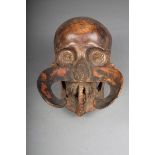 A Dayak skull, Borneo, with bone scroll nose ornament, shells and fibre, 26cm long. Provenance Dutch