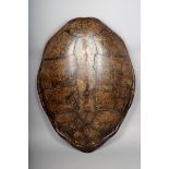 λ A Green turtle shell, Chelonia mydas, 98cm long.
CITES A10 (non-transferable) licence numbers