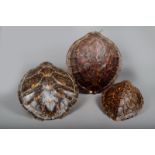 λ A Green turtle shell, Chelonia mydas, 47cm long, two Hawksbill turtle shells, Eretmochelys