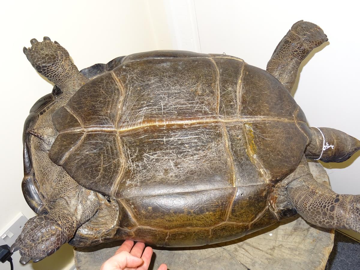 λ A rare 19th century taxidermied specimen of a Galápagos Island giant tortoise (Geochelone - Image 19 of 22