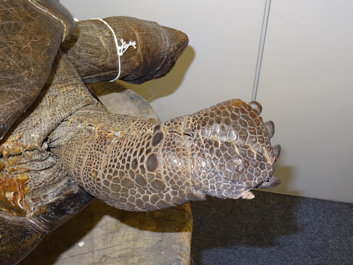 λ A rare 19th century taxidermied specimen of a Galápagos Island giant tortoise (Geochelone - Image 20 of 22
