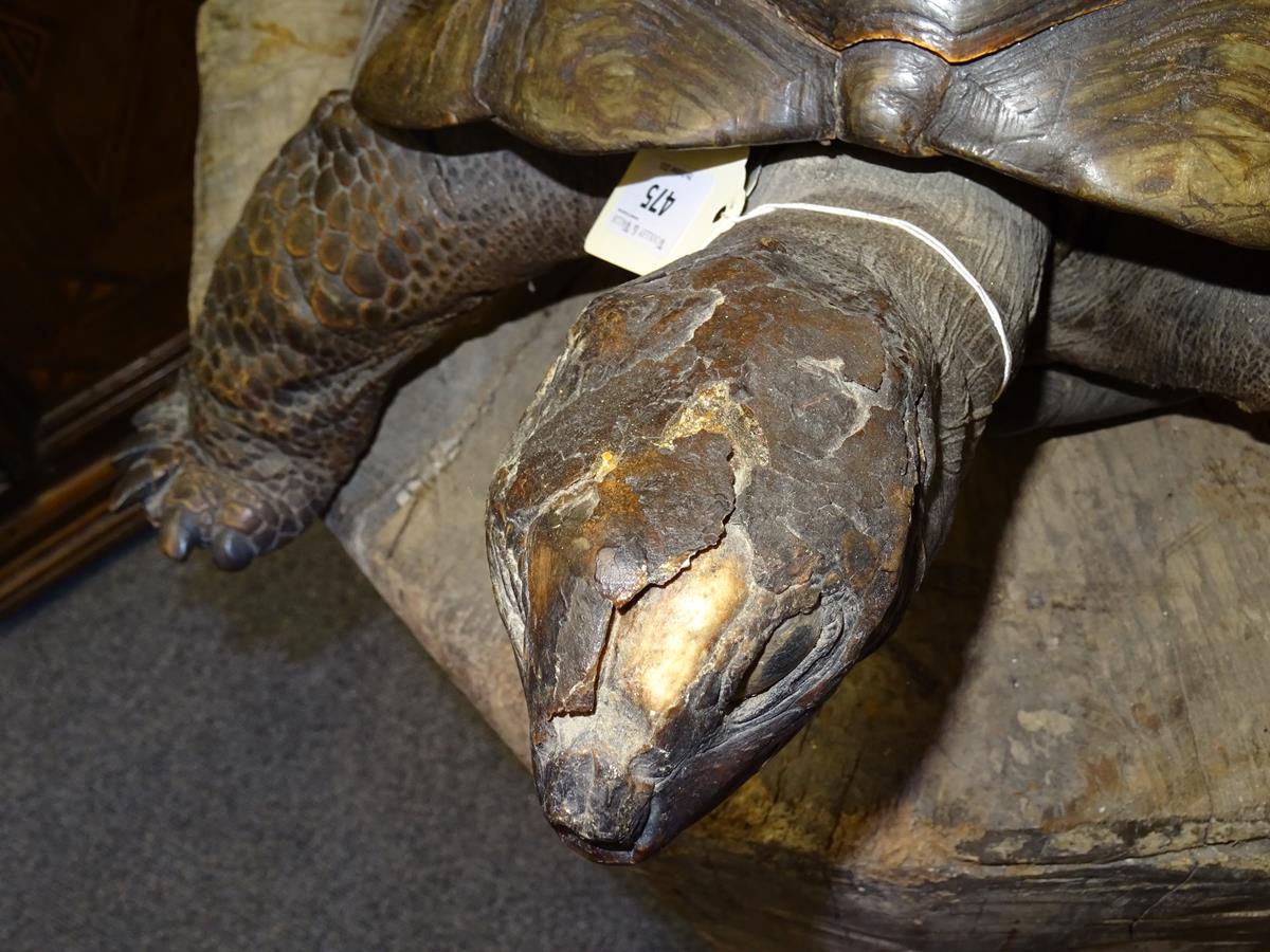 λ A rare 19th century taxidermied specimen of a Galápagos Island giant tortoise (Geochelone - Image 11 of 22