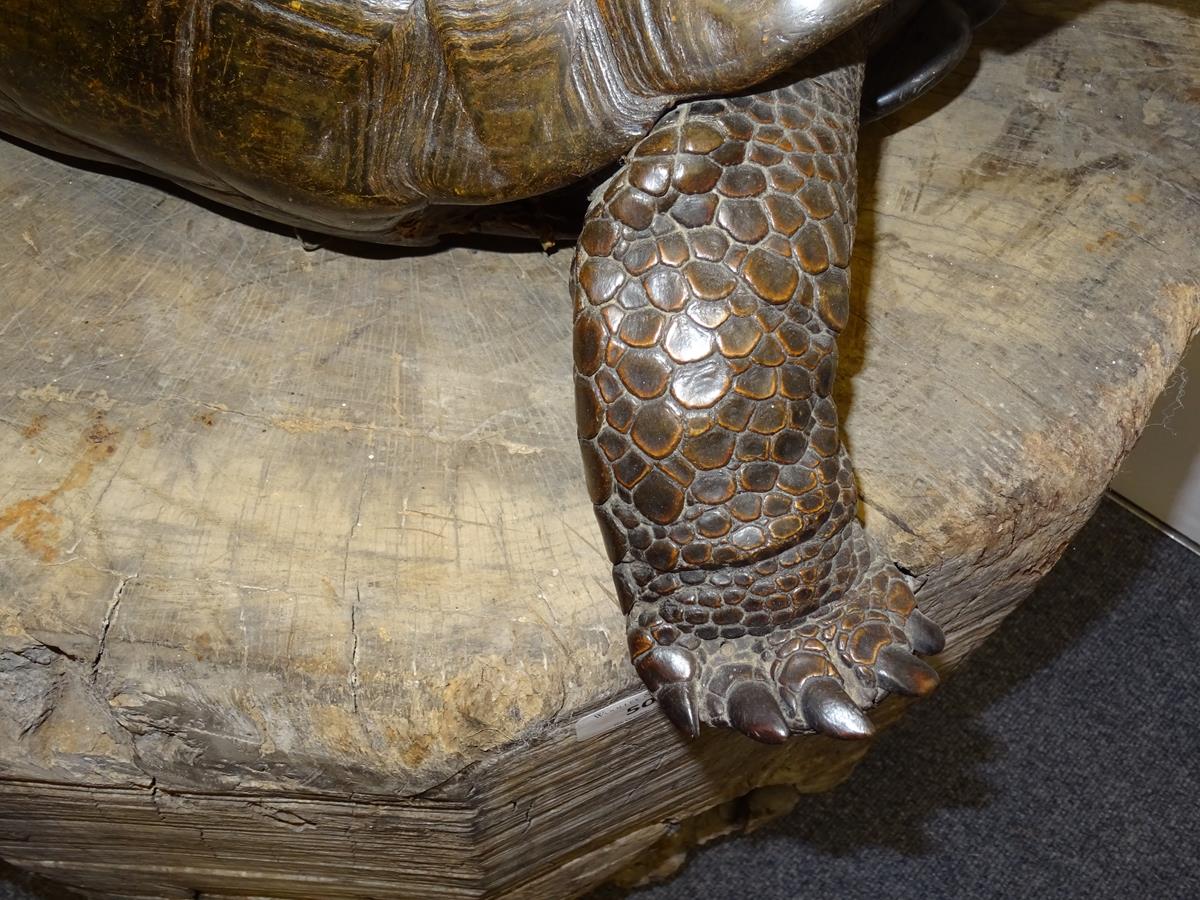 λ A rare 19th century taxidermied specimen of a Galápagos Island giant tortoise (Geochelone - Image 16 of 22