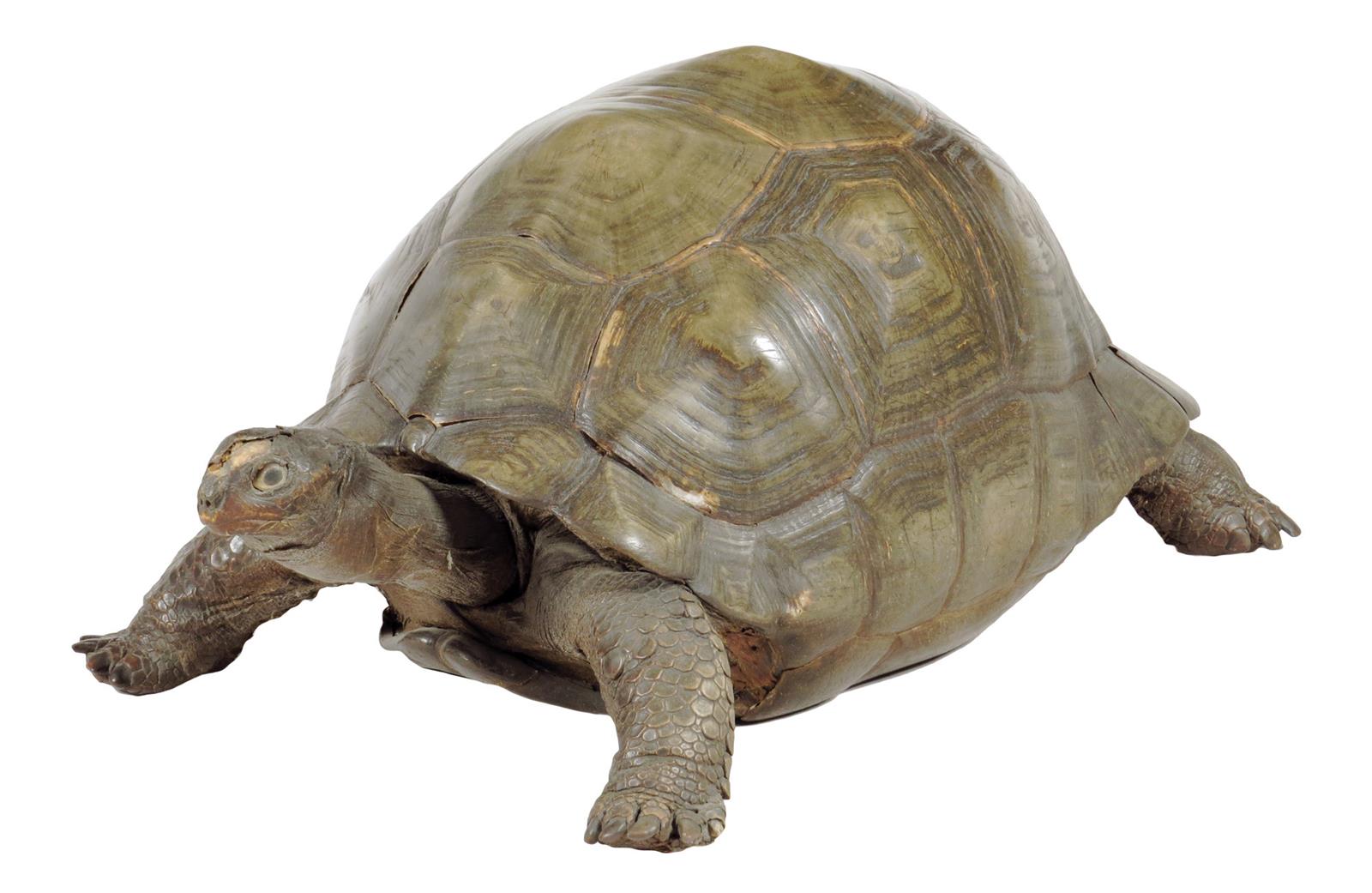 λ A rare 19th century taxidermied specimen of a Galápagos Island giant tortoise (Geochelone