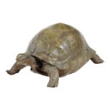 λ A rare 19th century taxidermied specimen of a Galápagos Island giant tortoise (Geochelone