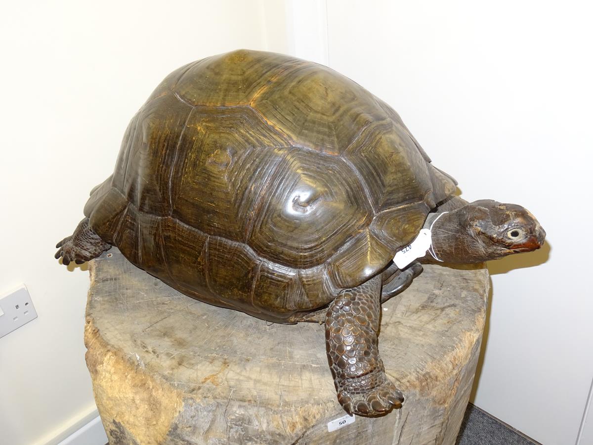λ A rare 19th century taxidermied specimen of a Galápagos Island giant tortoise (Geochelone - Image 9 of 22