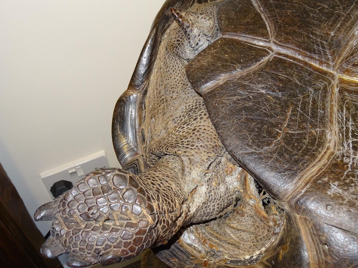 λ A rare 19th century taxidermied specimen of a Galápagos Island giant tortoise (Geochelone - Image 22 of 22