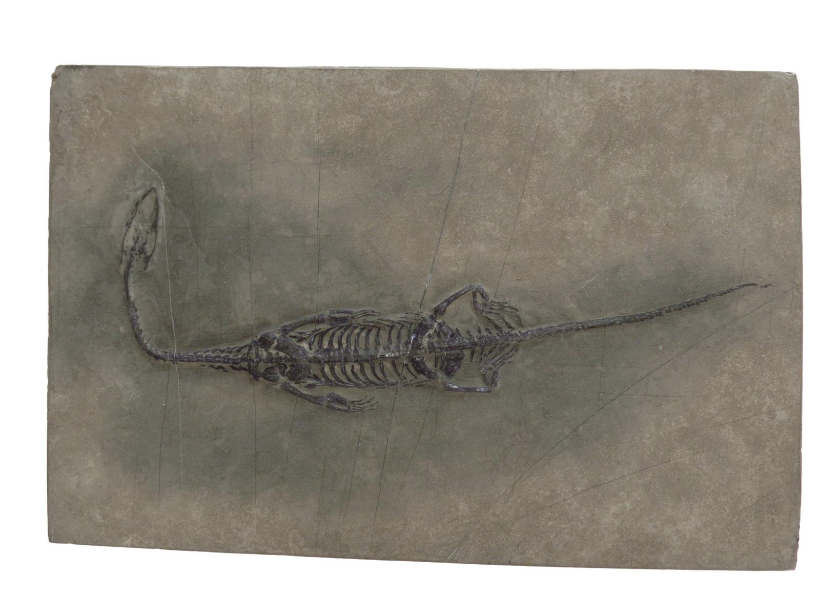 A Keichousaurus hui fossil, set in a stone plaque, 12.2 x 19cm.