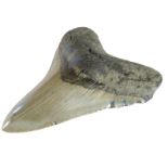 A fossilized Carcharodon Megalodon sharks tooth, Miocene period, c.15million years old, 12 x 9cm.