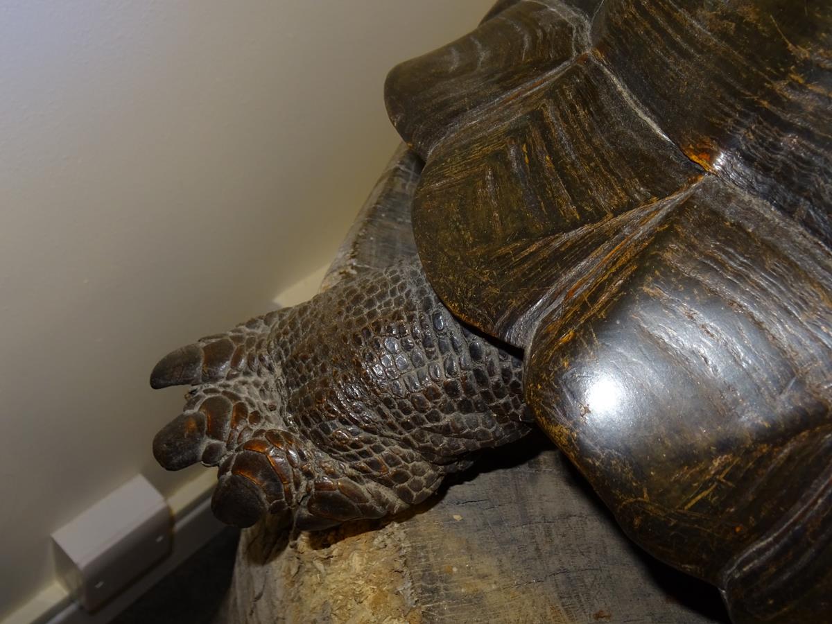 λ A rare 19th century taxidermied specimen of a Galápagos Island giant tortoise (Geochelone - Image 17 of 22